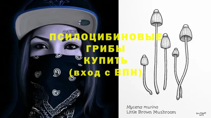 Псилоцибиновые грибы Cubensis  Кондопога 